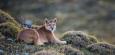 Bayern: Landkreis Erding rät zur Vorsicht - möglicherweise Puma gesichtet