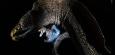 Wildlife Photographer of the Year: Die besten Tierfotos des Jahres