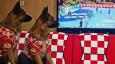 FOTO Čak su i njemački ovčari za nas! Ovako se hrvatski navijači nabrijavaju za polufinale Eura