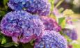 Pogrešno zalijevanje uništava hortenzije: Evo što činiti tijekom proljeća