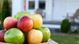 Crvena, zelena ili žuta? Evo koja jabuka je najzdravija za vas