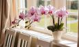 Orhideja vam ne cvjeta? Vjerojatno je držite na krivom mjestu