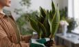 Zašto je prava zemlja ključ uspjeha: Kako odabrati idealan supstrat za sve popularniju sanseveriju