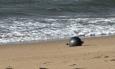 Tajanstvene metalne kugle isplivale na australske plaže: Stručnjaci pozvali na oprez