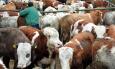 Veterinari upozoravaju: Natječaj Ministarstva poljoprivrede od 20 milijuna eura kompromitiran