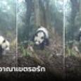 เคยเห็นไหม? แพนด้ายักษ์ป่า 