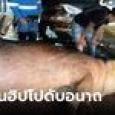 ชาวโคลอมเบียหวั่น ฝูงฮิปโปต่างถิ่นแพร่พันธุ์ 4 ตัวเป็น 150 ล่าสุดชนรถดับอนาถ