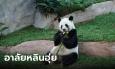 เศร้า แพนด้า 