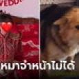 เจ้าสาวยิ้มเจื่อน แต่งหน้าแต่งตัวจัดเต็ม สุนัขลูกรักเห็นแล้วส่งเสียงขู่ฟ่อๆ สวยจนจำไม่ไ