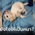 โซเชียลปั่นป่วน ภาพสัตว์ประหลาดลูกผสมแพะ-หมู เฉลยแล้วมองยังไงให้เป็นหมา!
