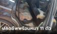 หญิงรมควันในรถเก๋ง ดับพร้อมสุนัขพูเดิล 11 ตัว โซเชียลสลด เข้าใจหัวอกคนรักหมา