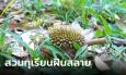 เจ้าของสวนน้ำตาคลอ ทุเรียนถูกวางยา ต้นทยอยตาย-ผลร่วง เงินปลิวตามไป 30 ล้าน