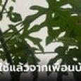 สาวคอนโดผงะ ถุงยางติดบนต้นไม้ เซ็งต้องมาเก็บ 