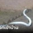 หายากมาก งูเผือกเลื้อยเข้าบ้าน เจ้าของเชื่อเรื่องเทพเจ้าไม่กล้าแตะ ต้องเรียก จนท.ช่วย