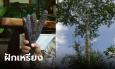 ทรัพย์ในป่า! ชาวบ้านเก็บฝักเหรียงในป่า สร้างรายได้กว่า 30,000 บาท