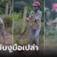 แข็งแกร่ง! สาวถูกงูพันรอบตัว ไม่กลัวแถมสู้กลับ กำหัวงูด้วยมือเปล่า ใครเห็นก็ตะลึง