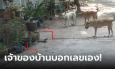 งวดนี้มาแน่! แก๊งตูบล้อมเห่างูไม่ให้เข้าบ้าน เจ้าของไม่ซื้อหวย แต่แนะคอหวยซื้อเลขที่บ้า
