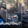 คลิปไวรัล เอาหมาขึ้นรถ จู่ๆ หายปริศนา หาเป็นชั่วโมงตอนเจอหัวเราะลั่น สีมันกลืนกัน!