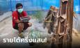 ตั๊กแตนฟีเวอร์! เปิดรายได้หนุ่มแบงก์ลาออกมาเลี้ยงตั๊กแตน ลงทุนน้อย ดูแลง่าย ให้กำไรงาม