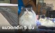 อีกแล้ว แมวตกจากห้องชั้น 5 ทับกระจกรถแตก เพิ่งย้ายมา 10 วัน สร้างตำนานเลย!