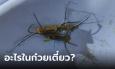 อ้วกแทบพุ่ง ซดก๋วยเตี๋ยวหมดชาม เจอก้อนขนแปลกๆ ชาวเน็ตแห่วิเคราะห์มันคืออะไร?