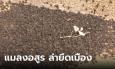 สงครามหมื่นขา ล่ายึดเมือง! แมลงนับแสน บุกยึดบ้านคน กลิ่นหลอนสะพรึง(คลิปชัดๆ)