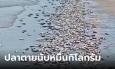 ปลาตายเต็มหาดบางแสน เฉลยสาเหตุแล้วช็อตฟีล ไม่ใช่น้ำเน่า ไม่ใช่ภัยธรรมชาติ