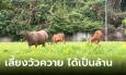 พ่อค้าส้มตำไก่ย่างพลิกผืนหญ้าข้างทาง เลี้ยงวัวควายเสริมรายได้หลักล้าน