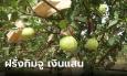 ท้องถิ่นทำกิน! พลิกผืนนา ปลูกฝรั่งกิมจู รายได้กว่าแสนบาทต่อเดือน