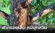 หมีบุกสวนมังคุด สงสัยหิว ฝากรอยเล็บไว้ให้ดูต่างหน้า