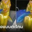 ร้องเอ๊าดังมาก! หนุ่มยิ้มรับความรวย ตกได้ปลาสีทองวิบวับ แต่เจอคนช็อตฟิลบอก ไม่แพง