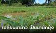 ท้องถิ่นทำเงิน! เปลี่ยนนาตกหล่มปลูกผักบุ้งแก้ว รายได้เหยียดแสน