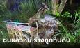 ชนแล้วหนี! สลดสาวถูกเก๋งชนหนี ถูกรถอีกคันเหยียบร่างดับสลด