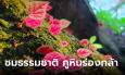 เที่ยวอุทยานแห่งชาติภูหินร่องกล้า ชม ดอกปิโกเนีย ตาเหินไหว และเปาะภู