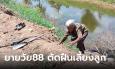 รักแท้ แม่รักเจ้า! ยายวัย 88 ปี เดินหลังค่อมหาไม้เผาถ่าน เลี้ยงลูกชายวัย 55 ที่ป่วยโรครุมเร้า