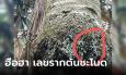 โค้งสุดท้าย คำชะโนดให้เลขจัดเต็ม เงินปากนาค-ขันน้ำมนต์ งวดนี้ฮือฮา เลขรากต้นชะโนด