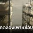 โลกสะพรึง! พบห้องทดลองเถื่อน หนูดัดแปลงพันธุกรรมเกือบพันตัว ไวรัสร้ายแรงเพียบ