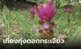 เที่ยวป่ากระเจียวบาน โบราณสถานแหล่งตัดหินภูคอกม้า