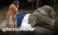 บีบหัวใจคนรักช้าง การุณยฆาต 