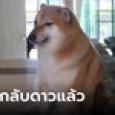 แห่อาลัย Balltze สุนัขชิบะเจ้าของมีมดัง อายุ 12 ขวบ กลับดาวหมาแล้ว ระหว่างการผ่าตัด