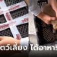 หนุ่มสั่งซื้อหมาโกลเด้น เปิดกล่องช็อก ได้วัตถุดิบทำอาหาร สุดท้ายสงสารยอมเลี้ยงไว้