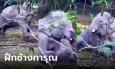แฉคลิปทรมานช้าง 