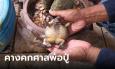 คอหวยไหว้ศาลพ่อปู่ศรีสุทโธ คางคกโผล่มาจังหวะดี จับส่องท้องได้เลขเด็ดชัดๆ