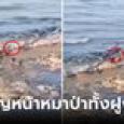 ด.ช.ถูกฝูงหมาป่าไล่ล่า ล้อมปิดทางหนีทุกด้าน แต่ตอนจบพลิก รอดตายเพราะความฉลาด