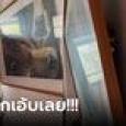 เจ้าของบ้านผวา ภาพวาดในบ้านเอียง แถมมีเสียงแปลกๆ ที่แท้มีแขกไม่ได้รับเชิญซ่อนอยู่