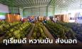 คนไทยไม่ได้กินของดี! ทุเรียนน้ำแร่เกรด AAA จำนวน 2,000 กว่าตันตัดส่งจีน รสชาติดีหวานมัน