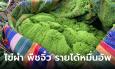 ไข่ผำ พืชจิ๋วมหัศจรรย์ 14 วัน ตักขาย สร้างรายได้เกินหมื่นบาทต่อเดือน