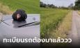 สาวหัวจะปวด ไก่แอบขึ้นท้ายรถ ต้องวนกลับไปส่ง ชาวเน็ตแซวเลขทะเบียนต้องเข้าแล้ว