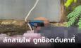 กรรมติดจรวด! หนุ่มแอบลักตัดสายไฟ ถูกไฟช็อตตายคาที่