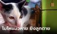 พ่อโมโห ลูกชายทำแมวหาย ขู่ 